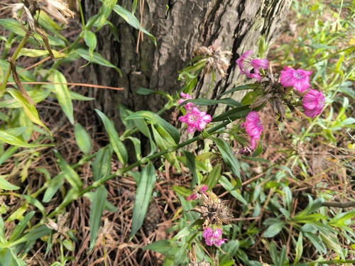 Sweet-William