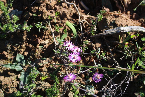 Lampranthus spiniformis
