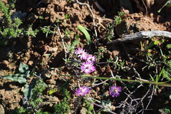 Lampranthus spiniformis