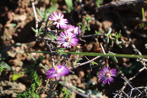 Lampranthus spiniformis, photograph 1