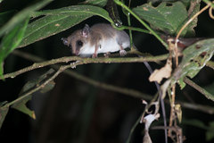 Didelphinae