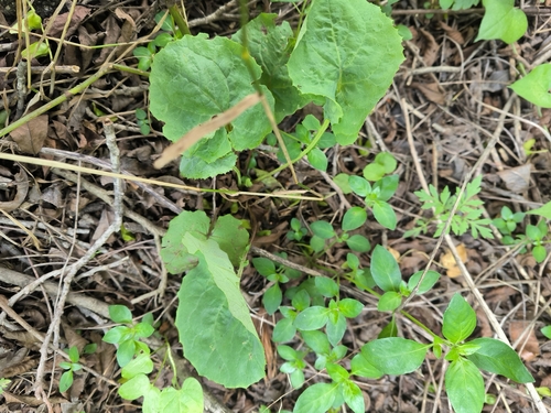 Chinese Violet Cress