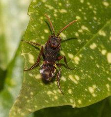 Nomada