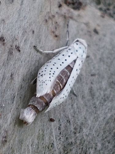Bird-cherry Ermine photo 4