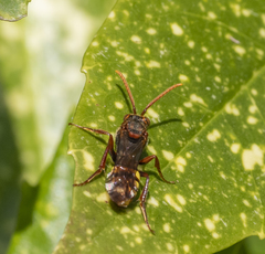 Nomada