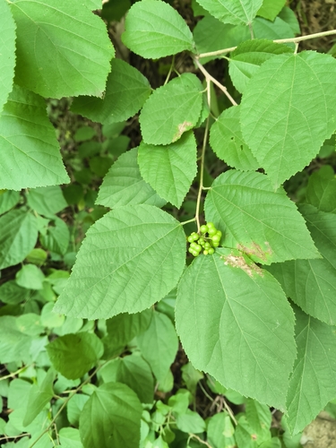 Grewia biloba