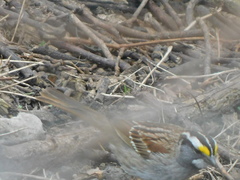 Zonotrichia albicollis