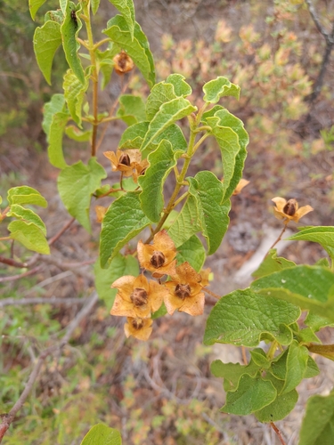Cistus populifolius, photograph 3
