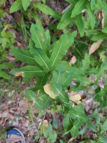 Euphorbia hyberna, photograph 5