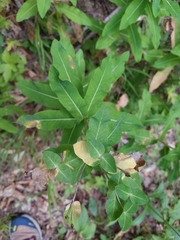 Euphorbia hyberna, photograph (c) Roland Godon, some rights reserved (CC BY)