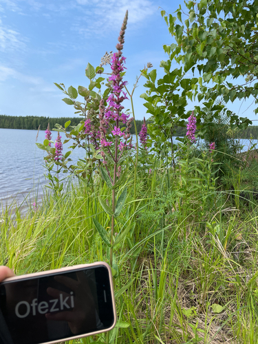 purple loosestrife