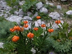 Lilium carniolicum, photograph (c) Elias, some rights reserved (CC BY)