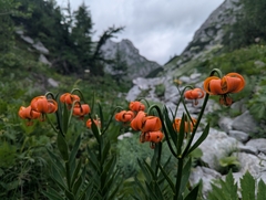 Lilium carniolicum, photograph (c) Elias, some rights reserved (CC BY)