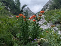 Lilium carniolicum