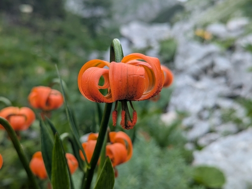 Lilium carniolicum, photograph 3
