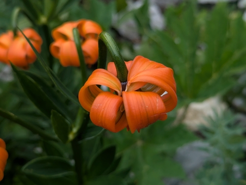 Lilium carniolicum, photograph 4