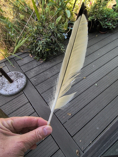 Plume de Goéland argenté
