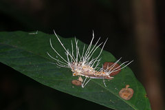 Akanthomyces