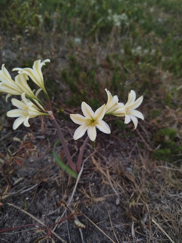 Cyrtanthus loddigesianus