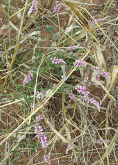 Hermbstaedtia odorata