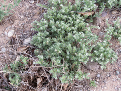 Cryptantha crassisepala elachantha