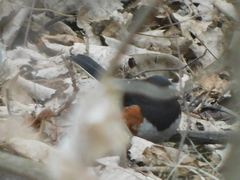 Pipilo erythrophthalmus