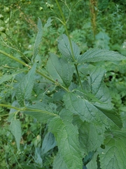 Scrophularia alpestris