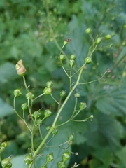 Scrophularia alpestris, photograph (c) Roland Godon, some rights reserved (CC BY)