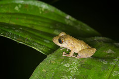 Pristimantis croceoinguinis