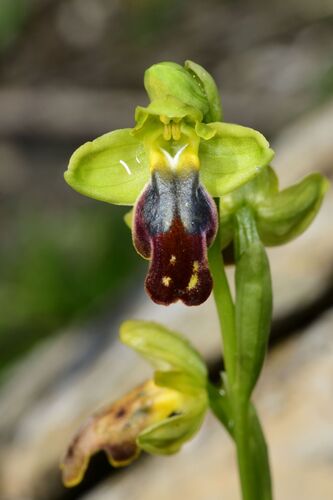Ophrys fusca, photograph 5
