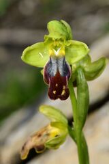 Ophrys fusca, photograph (c) Gary Yong Gee, some rights reserved (CC BY)