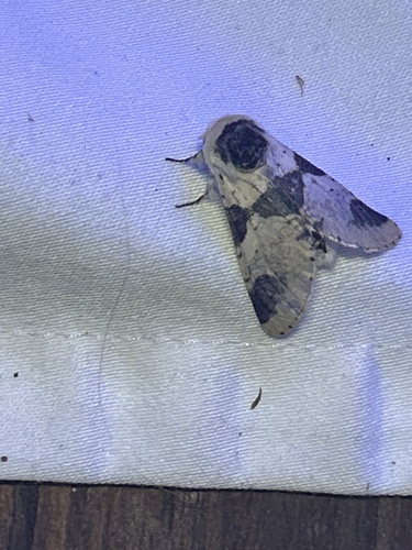 Modest Furcula Moth photo 5