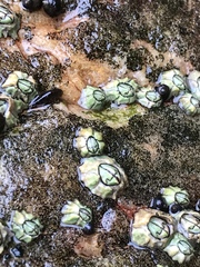 Chthamalus dentatus