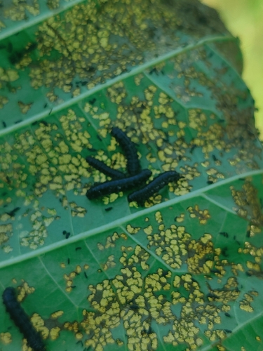 Alder Leaf Beetle