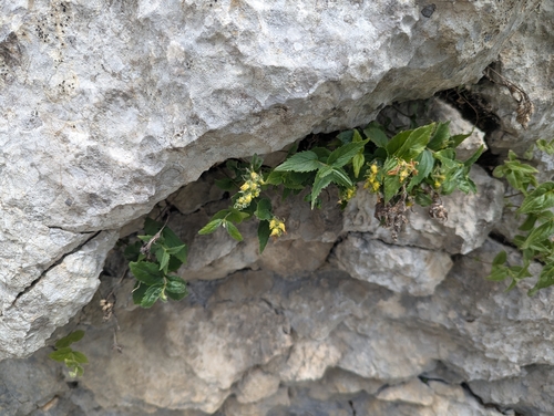 Paederota lutea, photograph 2