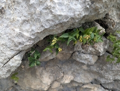 (c) Elias, some rights reserved (CC BY) Paederota lutea, photograph (c) Elias, some rights reserved (CC BY)