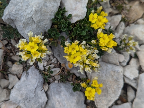 Alyssum wulfenianum