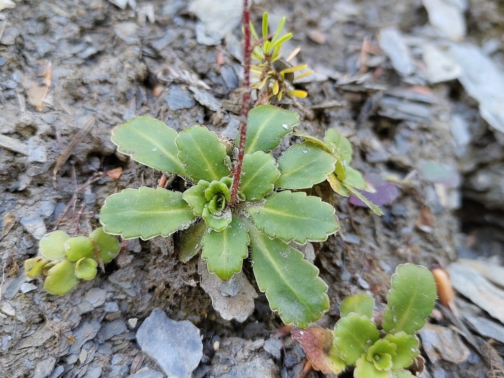 Saxifraga umbrosa; photograph (c) Roland Godon, some rights reserved (CC BY)