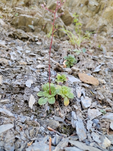 Saxifraga umbrosa, photograph 4