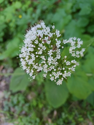 Valeriana pyrenaica, photograph 1