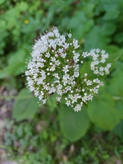 Valeriana pyrenaica
