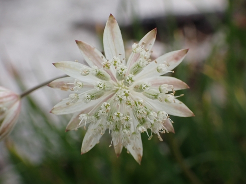 Astrantia bavarica
