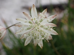 Astrantia bavarica