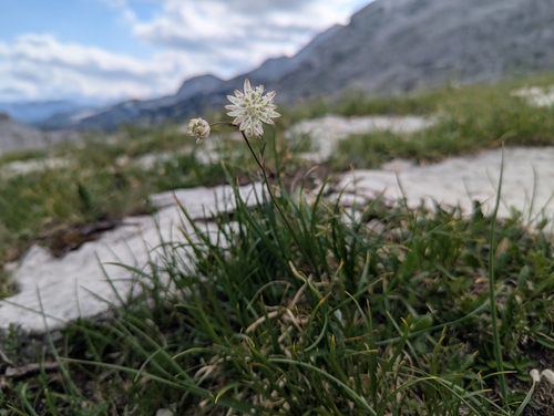 Astrantia bavarica, photograph 1