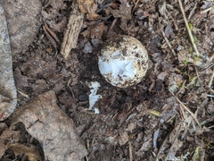 Geastrum fuscoglebum