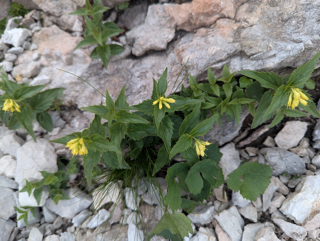 Paederota lutea; photograph (c) Elias, some rights reserved (CC BY)