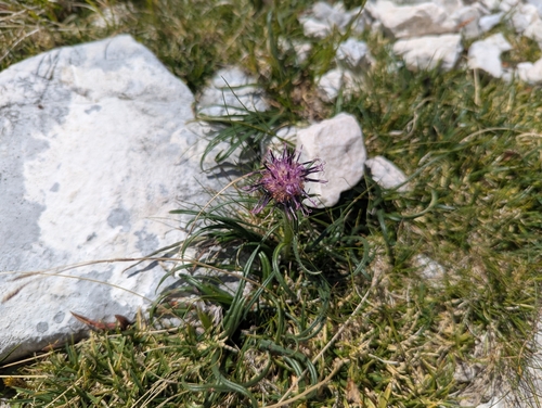 Saussurea pygmaea, photograph 3