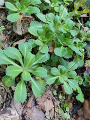 (c) Roland Godon, some rights reserved (CC BY) Saxifraga umbrosa, photograph (c) Roland Godon, some rights reserved (CC BY)