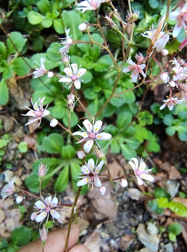 Saxifraga umbrosa, photograph 3