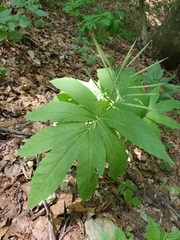 Cardamine heptaphylla, photograph (c) Roland Godon, some rights reserved (CC BY)